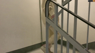 Соседка сосет с страстью в подъезде - горячее порно с милашкой